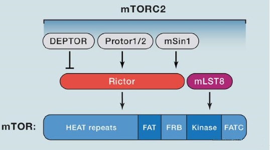 mTORC2的组成蛋白主要有Rictor、mSin1、mSLT8和Protor等