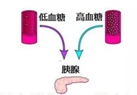 调节血糖稳态，GK负重前行