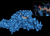 Science重磅！一种“分子剪刀”如何成为COVID-19药物的重要靶标？