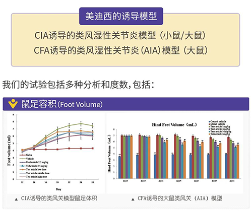 k8凯发国际诱导的类风湿性关节炎模型