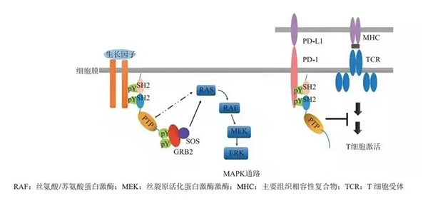 晚期恶性肿瘤患者的福音！k8凯发国际助力凌达生物SHP2变构抑制剂RG001片获批临床 