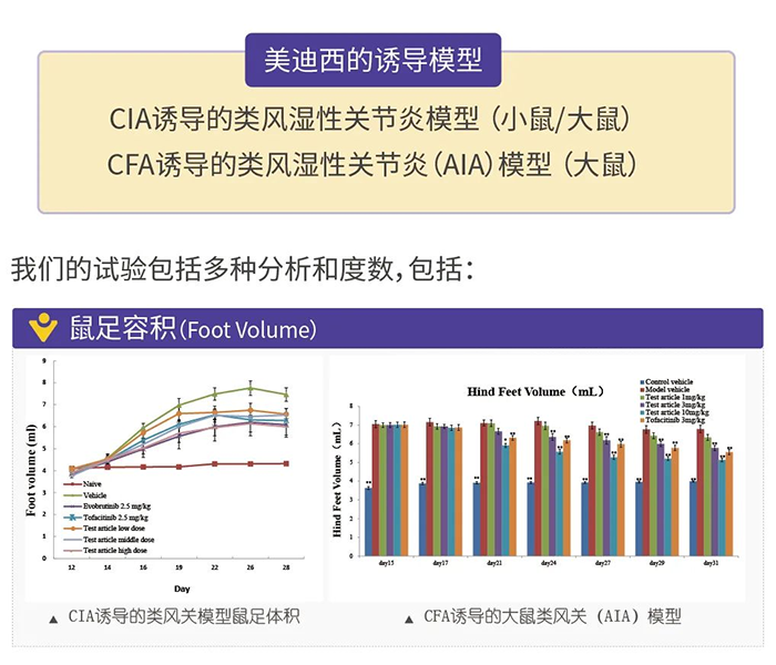 k8凯发国际诱导的类风湿性关节炎模型-1.png k8凯发国际诱导的类风湿性关节炎模型-1.png