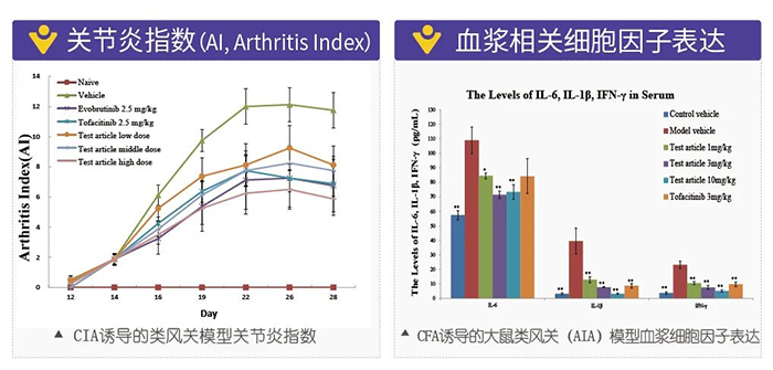 k8凯发国际诱导的类风湿性关节炎模型-2.png k8凯发国际诱导的类风湿性关节炎模型-2.png