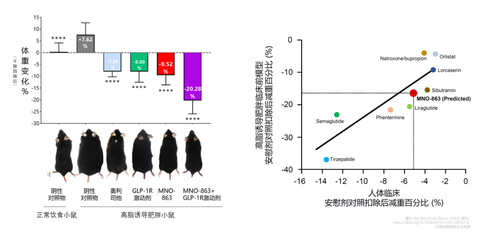 国内首个！4周降低近10%体重！k8凯发国际助力慕恩生物MNO-863活菌生物药获批临床